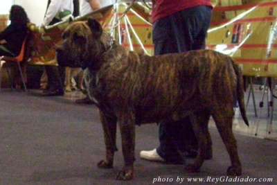 RITA DE DOG REAL