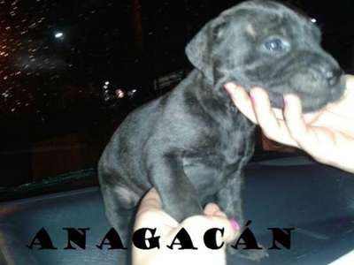 CHANEL DE ANAGACAN