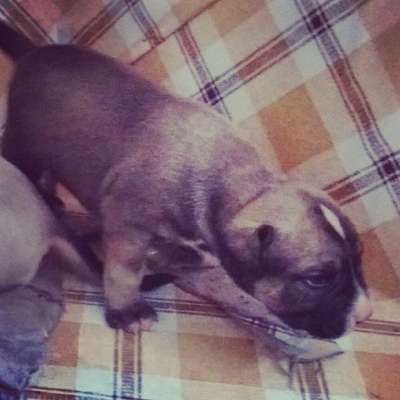 DRAGON DE PEYRE KENNELS