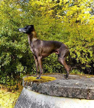 Augustimåne's Jäger