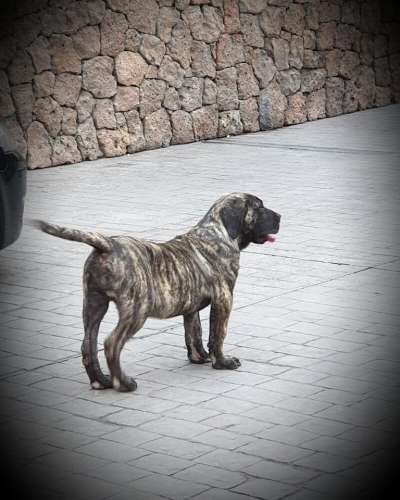 TIAN DE SAMCOR