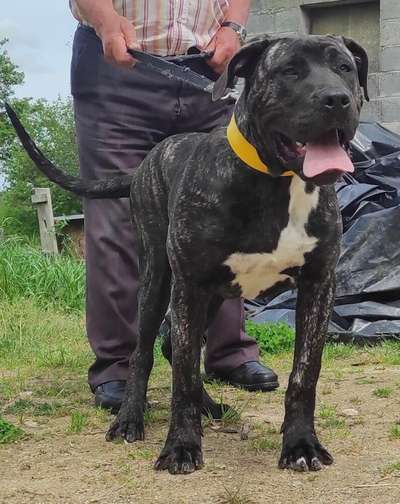 LEAL DE GARROTE KENNEL