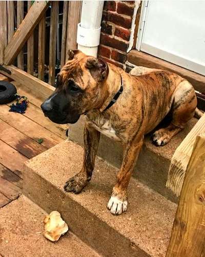BEARCLAWS ACHILLES