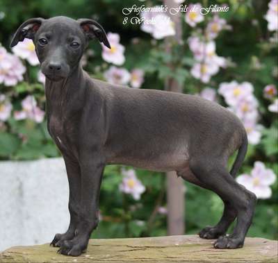 Fiefoerniek's Fils De Filante