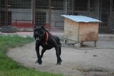 B'UKE JR DE BMK DEVILS