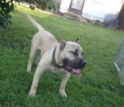 BLUFFCITY K9'S DEBO
