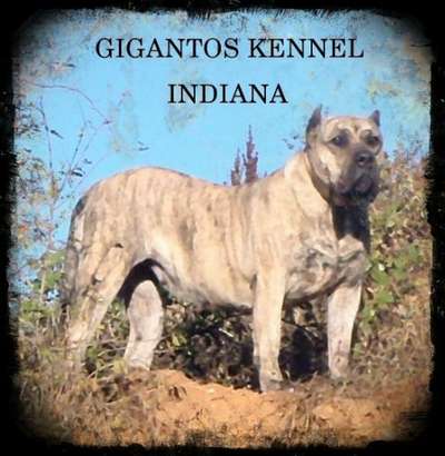 INDIANA BALUARTE DE LOS PERROS