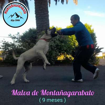 MALVA DE MONTANAGARABATO