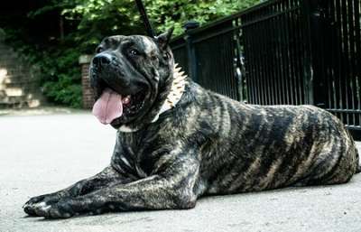 BRAVO KENNEL'S REINA