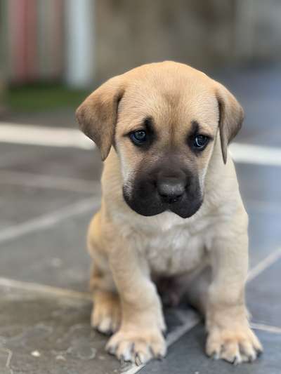CHIMAEV DE KING ZULU