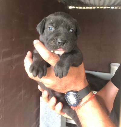 KALA DE KING ZULU
