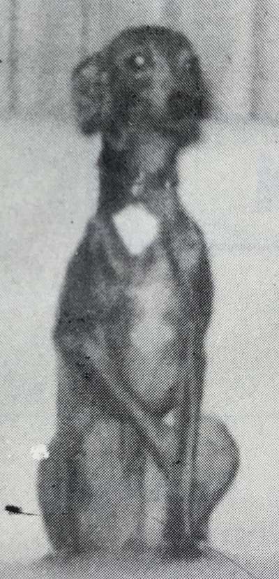 Dolce Ragazzo Of Kashan