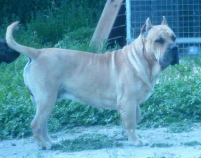 VIVALDI CASA DE SUENOS (KONGA)