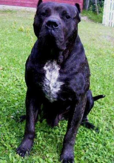 ZULU DE MIDGARD KENNEL