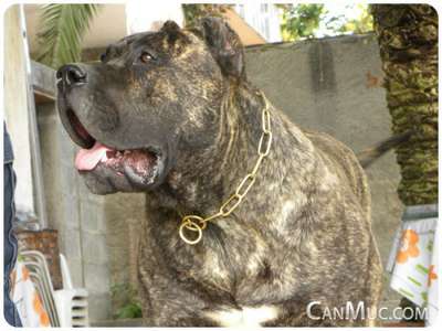 ELVIS DE CANMUC