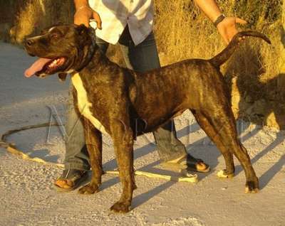 CANARY ISLAND SARA