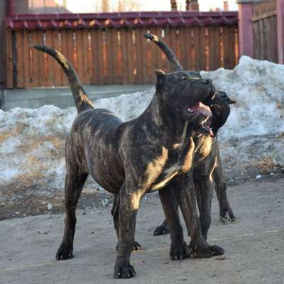 PANTERA DE VARRO BULL