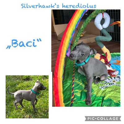 Silverhawk's Herediolus