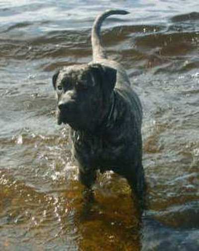 EDDIE DOG EYE'S (BALDER)