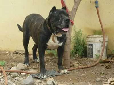 YACO DE SAN LORENZO