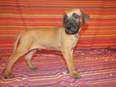 ARES M.R.CANARIO ISAREL