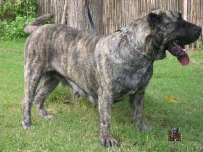 TIGRA DE BARNACAN BULL