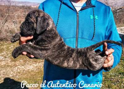 PACCO EL AUTENTICO CANARIO