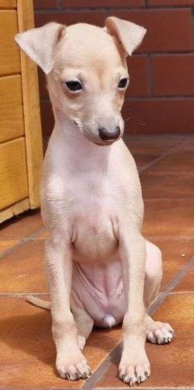 Piccoli Sogni Del Vento Jumala