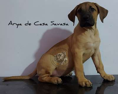 ARYA DE CASA SAVASA