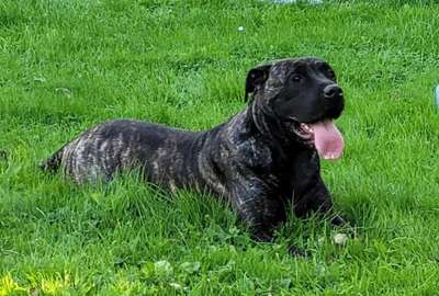 TIRZA PERRO DE POR VIDA