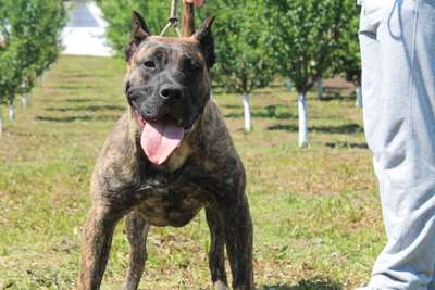 O-HERA DOG PUR