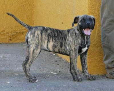 CATHA DEL ZUMACAN