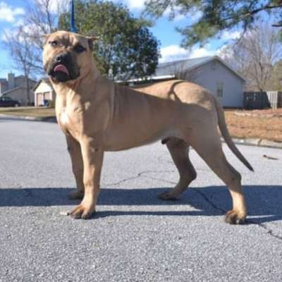 BIRDDOG'S NITRO