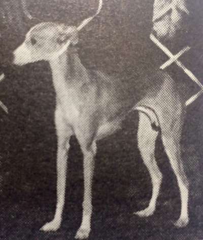 Babaje's Angelina Of Camarhil