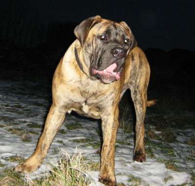 CONQUISTADOR DEL GLADIATOR ATHOS