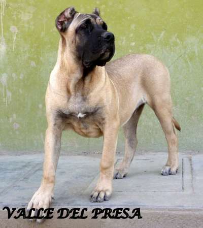 MACHO DE VALLE DEL PRESA