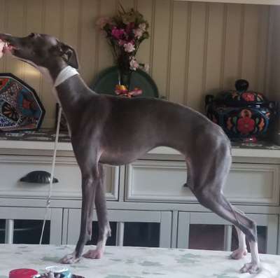 Voici Boanne The Grey Lady of Akaya
