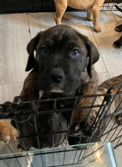 NARCO DEL CANARIO