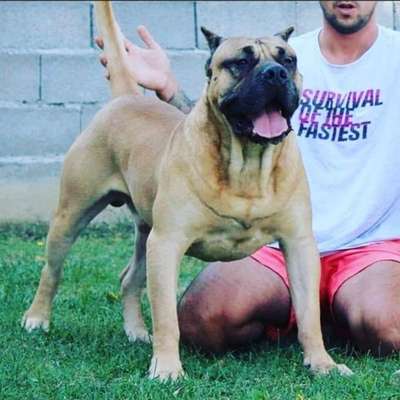 TIRSO CANARIKENNEL