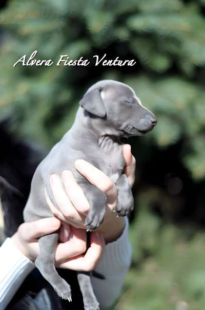 Alvera Fiesta Ventura