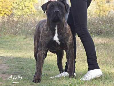 CASA DE CHAMPION APOLLO