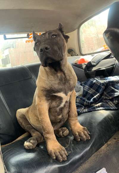 ANGELO CHAJLLA PERRO DE PRESA