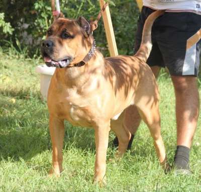 RAF DOG PUR