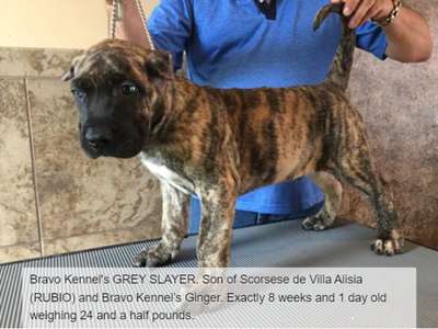 BRAVO KENNEL’S GREY SLAYER