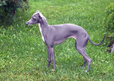 Necku Turns To Grey