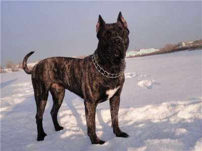 SHEIKH PERRO PRESA GRAND