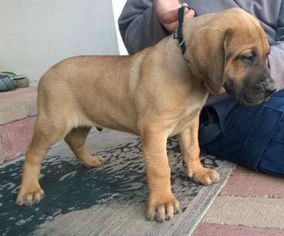 BRUTUS DE ACOMETEDOR