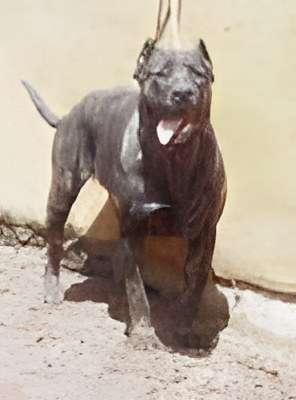 Bati de Irema Curto