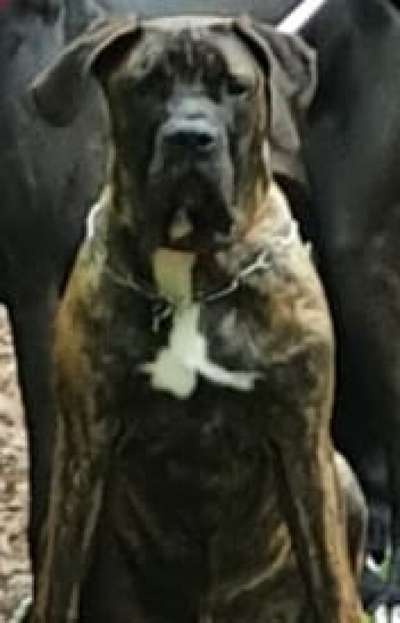SANDRO OF BAVARIAN PRESA ”GüNTHER "