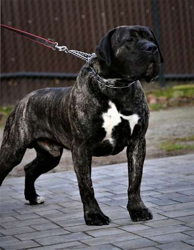 ZANE BALUARTE DE LOS PERROS